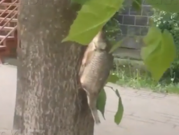 В центре Ростова растут рыбы на деревьях