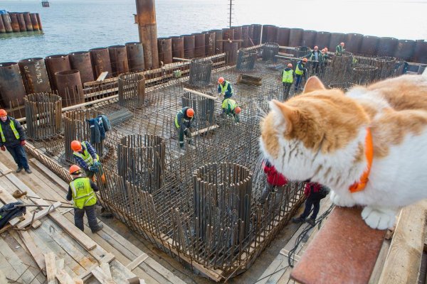 Кот Мостик может стать лицом собственного бренда