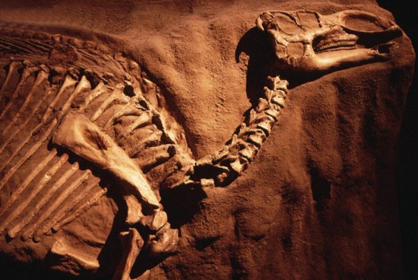 Поиски динозавров возобновятся на Кузбассе
