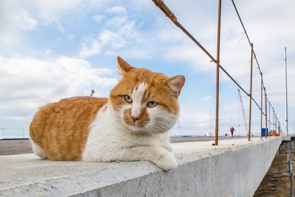 Символ Крымского моста кот Мостик отъедается в Сочи и болеет за Роналду