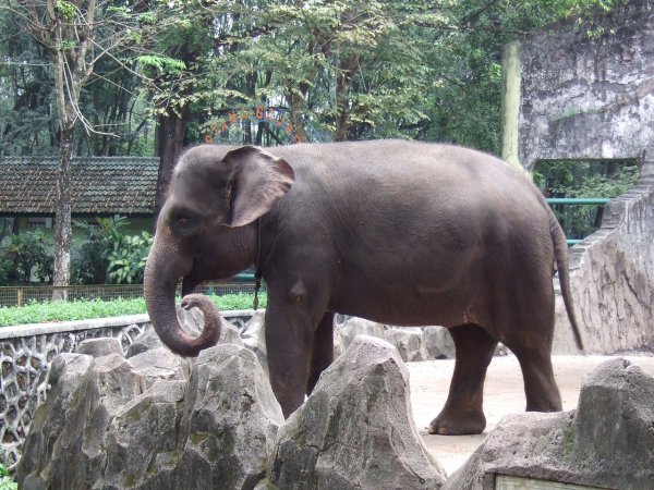В зоопарк Флориды вернули сбежавшего слона Майкла Джексона
