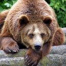 В зоопарке Воронежа показали начало дня для медведицы