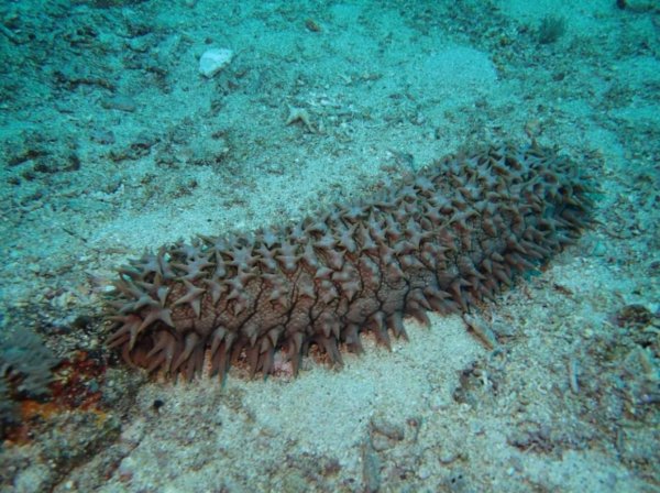 В Китае ученые нашли останки «обнаженного» морского монстра