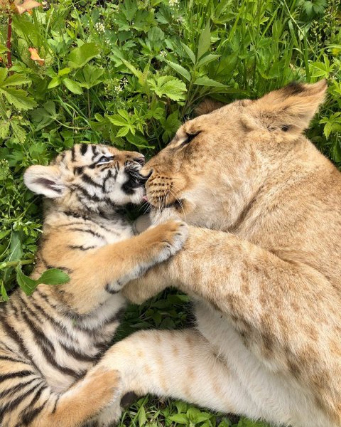 Щенок, львица и тигрица стали подругами маленькому тигренку в зоопарке Владивостока