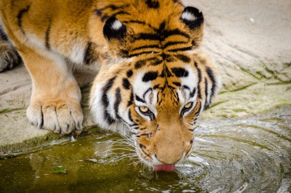 Московский зоопарк пополнился двумя годовалыми амурскими тиграми