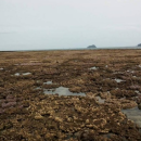 Загадочная аномалия: В Таиланде вода отошла на два километра от берега