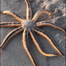 В Сеть выложили видео «гуляющей» по пляжу Флориды морской звезды