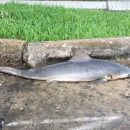 «День начинается не с кофе»: Жители Техаса обнаружили акулу во время утренней прогулки