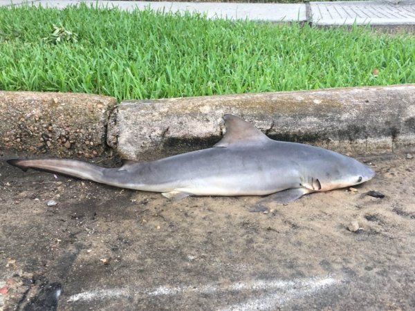 «День начинается не с кофе»: Жители Техаса обнаружили акулу во время утренней прогулки