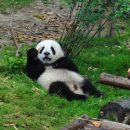В заповеднике Китая панду забросали камнями ради развлечения