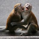 В Сети обсуждают видео, на котором обезьяна пытается оживить мертвого друга