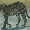 В ЮАР леопард разнял двух дерущихся антилоп и остался голодным