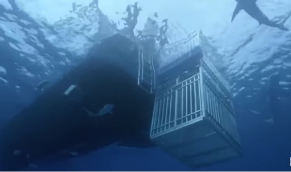 Баскетболист Шакил О’Нил столкнулся с акулой в закрытой клетке под водой