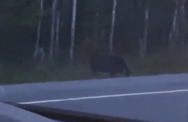 Видео с жутким человекоподобным голумом попало в Сеть