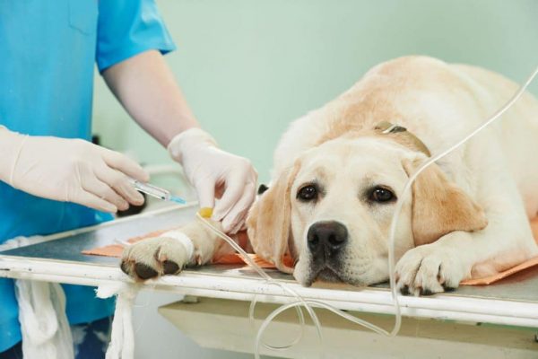 Услуги ветеринарной клиники «Добрый доктор»