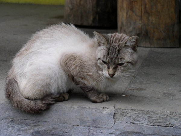 Услуга «кот на час» сделала популярным японский отель